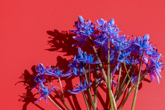 A bouquet of delicate blue scilla flowers lies on a vibrant red background, creating a bold and energetic color contrast. Harsh sunlight casts deep graphic shadows, adding special drama, modern style,