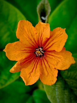 Top View Macro of Orange Cordia Sebestena Flower with Textured Petals