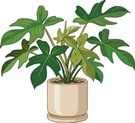 Of a lush green philodendron bipinnatifidum plant in a speckled ceramic pot © Fahmida