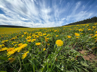 Fototapeta premium Vibrant yellow dandelion flower meadow against cloudy blue sky
