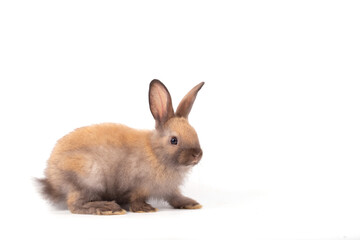Fototapeta premium Easter Day Concept, young rabbit on white background, isolated furry animal with brown fur and upright ear, cute calm pose