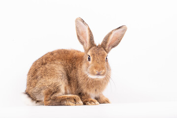 Obraz premium Easter Day Concept, rabbit animal mammal brown furry ear white background isolated sitting cute rabbit wild pet fur whisker face portrait studio natural domestic countryside nature alert small
