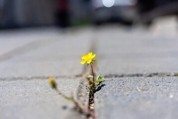 Naklejka premium A single yellow flower grows from a crack in the concrete sidewalk. It represents resilience and hope amidst urban decay.