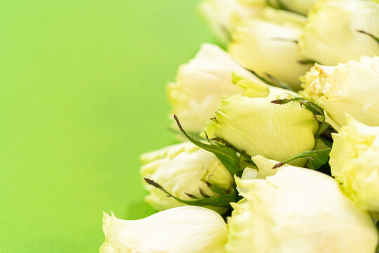 White rosebuds against bright green backdrop