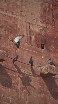 Varanasi, uttar pradesh, india. doves take off from old red wall chet singh fort.