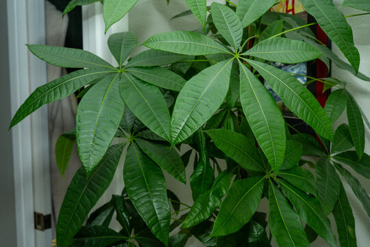 Pachira aquatica Close-Up