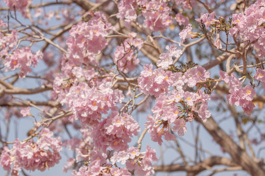 Blossoming cherry trees in spring nature photography vibrant pink flowers outdoors