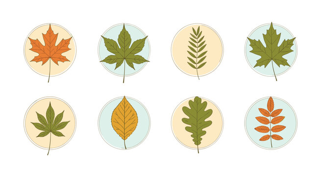 Scientific or artistic collection of eight different types of autumn leaves presented in stylized circular frames with details.