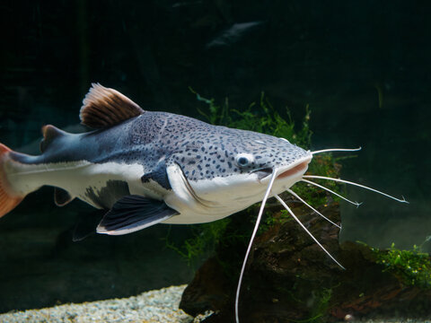 Large redtail catfish phractocephalus hemioliopterus swimming in spacious oceanarium tank, exotic amazon river fish display in city aquarium, beautiful aquatic predator in oceanarium environment