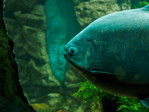 Majestic black pacu fish swimming in large aquarium tank at city oceanarium, colossoma macropomum in artificial river habitat exhibit, photography of tropical fish in oceanarium