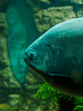 Close up portrait of giant black pacu colossoma macropomum in city oceanarium, majestic freshwater fish swimming in large aquarium tank exhibit, aquatic biodiversity display in oceanarium
