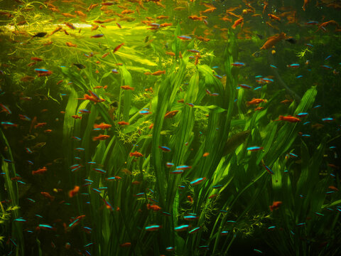 Vibrant tropical fish school swimming near water surface in oceanarium tank, neon tetras and swordtails among aquatic plants in city aquarium display, beautiful freshwater biodiversity exhibit