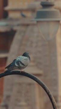 Jaipur, rajasthan, india. pigeons sit on arches of fence. architecture of jaipur is in
