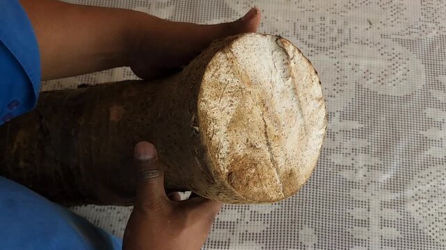 Farmer hands holding organic sweet potato piece