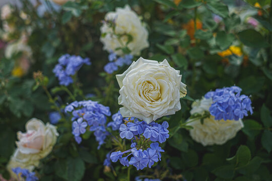 Blooming white roses amidst blue flowers in garden nature photography vibrant scene
