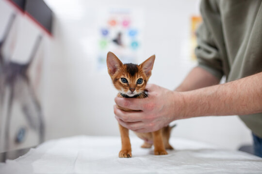 Small Abyssinian kitten is gently held on examination table by owner during routine checkup in veterinary clinic. Trust, gentle handling and kitten wellness.