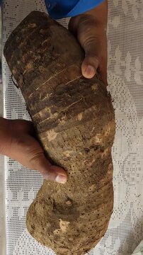 Hands holding a large organic sweet potato