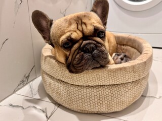 A fawn-colored French bulldog dog in a close-up home environment © natispace