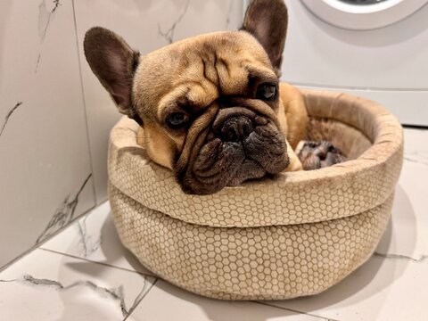A fawn-colored French bulldog dog in a close-up home environment