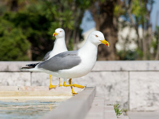 Fototapeta premium Goéland leucophée (Larus michahellis) sortant d’une fontaine urbaine, comportement naturel en ville