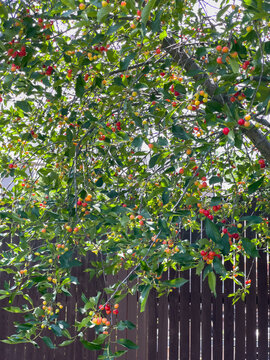 Tree with red cherries and green leaves