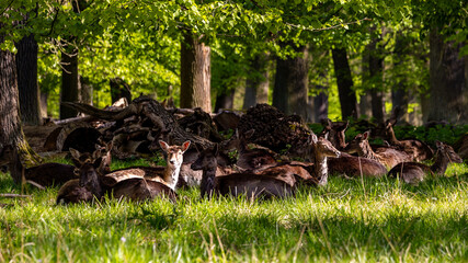 Damwild in Wald  © Isnurnfoto.