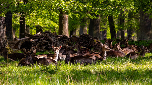 Damwild in Wald
