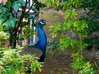 Obraz premium Paon bleu (Pavo cristatus) avec longue traîne colorée dans un jardin urbain à Lisbonne