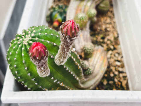 Close up of Lobivia cactus with blooming flower buds. Perfect for cactus lovers, home garden decoration, and botanical concept.
