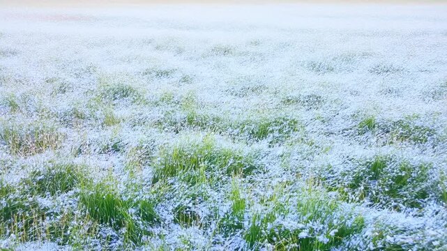 Lush green grass field swaying gently in the breeze during golden hour. Represents tranquility, nature's beauty, and the essence of outdoor serenity