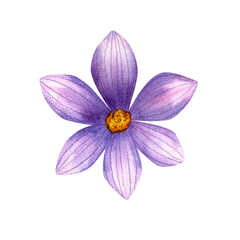 Fototapeta premium Open purple crocus bud, isolated watercolor illustration. Delicate hand drawn plants. Bright illustration with fresh blue flowers for packaging, cards, invitations, and weddings.