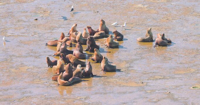 4K video; Group of South American Fur Seals (Arctocephalus australis) on rocks, Atlantic coast of Argentina
