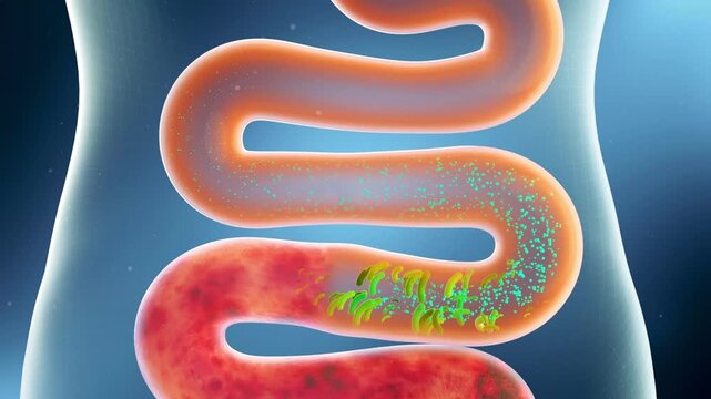 3D animation showing intestinal probiotics removing toxins, clearing stool, boosting peristalsis and gut motility. Visual concept of digestive health and intestinal wellness.