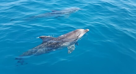 Fototapeta premium Dolphins Swimming Ocean.