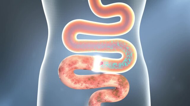 Intestinal probiotics promote peristalsis and activate gut motility, boosting digestion and removing toxins. Clean up stool for intestinal and digestive health. 3D animation.