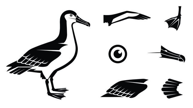 Albatross bird vector illustration set including albatross body head with long beak eye webbed foot and long wing icons