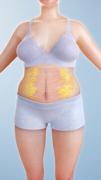 Lose weight by burning belly fat. Female fitness and body shaping trigger fat cell burning, making obese individuals slimmer. A body management solution visualized with 3D animation.