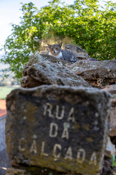 Tabby cat resting on a stone wall by rua da calcada
