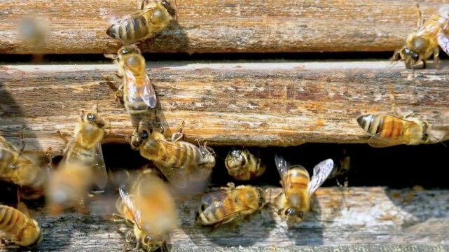 Honey bees flying and working at the wooden entrance of a colony in 4K.
