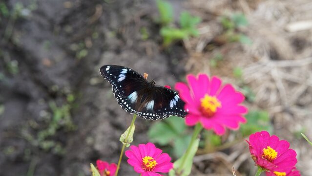 In tropical regions, such as in Java, Indonesia, the Blue Moon butterfly, identified as the Great Eggfly (Hypolimnas bolina),