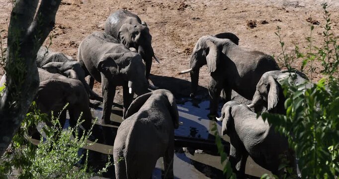 overhead view of elephants, Okavango Delta, Botswana, Africa