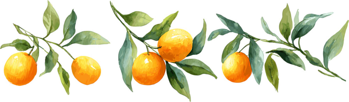 3 sets of watercolor citrus fruits with branches and leaves in various poses and angles, in clip art style isolated on white background.