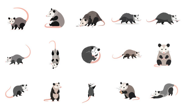 Opossum Character Vector Flat Design Wild Animal Marsupial Cute Illustration Collection Set