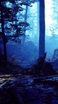 Dense trees stand tall in a forest. Light filters through the mist. Water flows gently in a small stream. The scene shows nature waking up during the early morning hours.