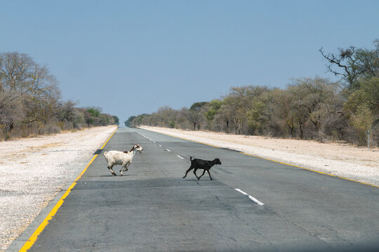 goats running across the road