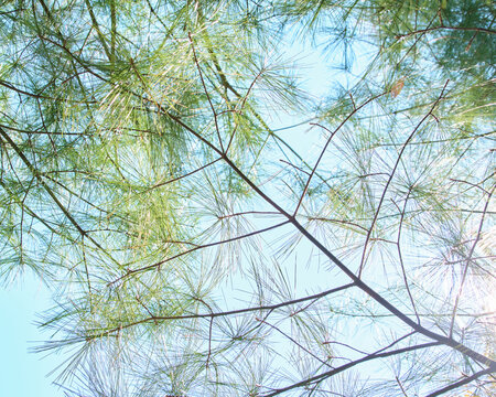 青空を背景に光を浴びる繊細な松の葉 Delicate pine needles bathed in sunlight against a blue sky