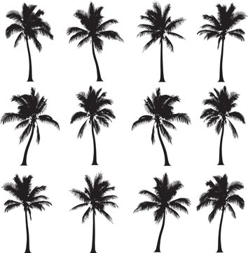 Palm trees silhouettes vector