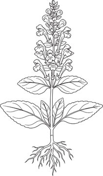 Botanical line art illustration of a skullcap (Scutellaria) plant with flowers and leaves isolated on white background