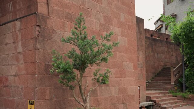 Solitary tree against red wall, weathered brick facade and narrow stone steps leading to hidden stairway, quiet secluded courtyard with moss and dappled light, subtle gardener ascending stairs, rustic