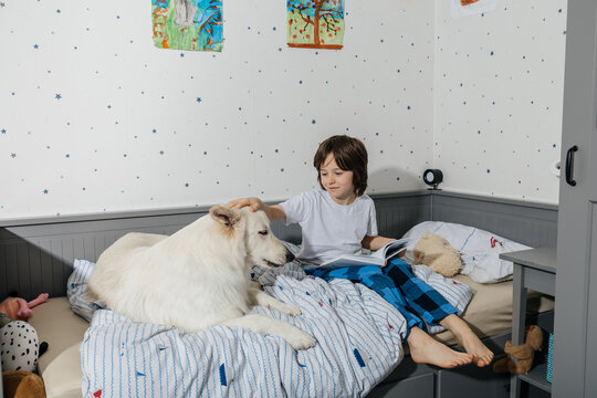 Child reading a book in bed while stroking a white shepherd dog